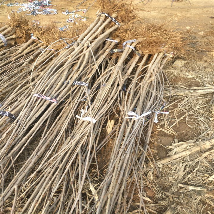 棗莊五公分櫻桃樹目前價格泰安潤垯苗木
