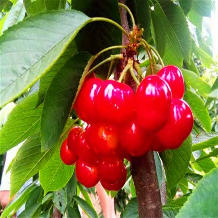 陜西十公分櫻桃樹(shù)批發(fā)商價(jià)格泰安潤(rùn)垯苗木