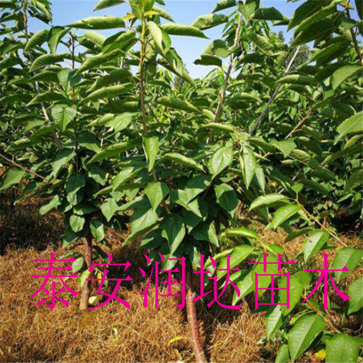 河南南陽五公分櫻桃樹批發(fā)價格