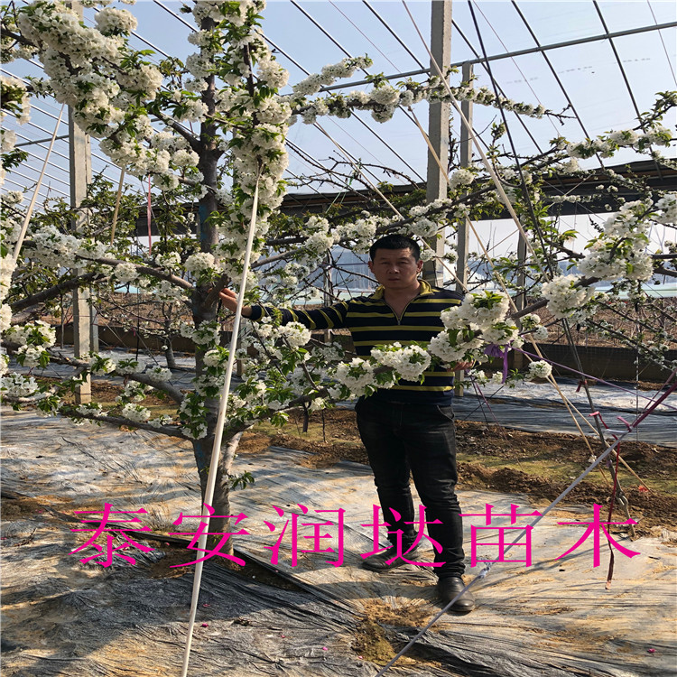 河南南陽五公分櫻桃樹批發(fā)價格