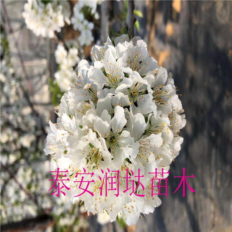 河南河南基地,十公分櫻桃樹直發(fā)價格