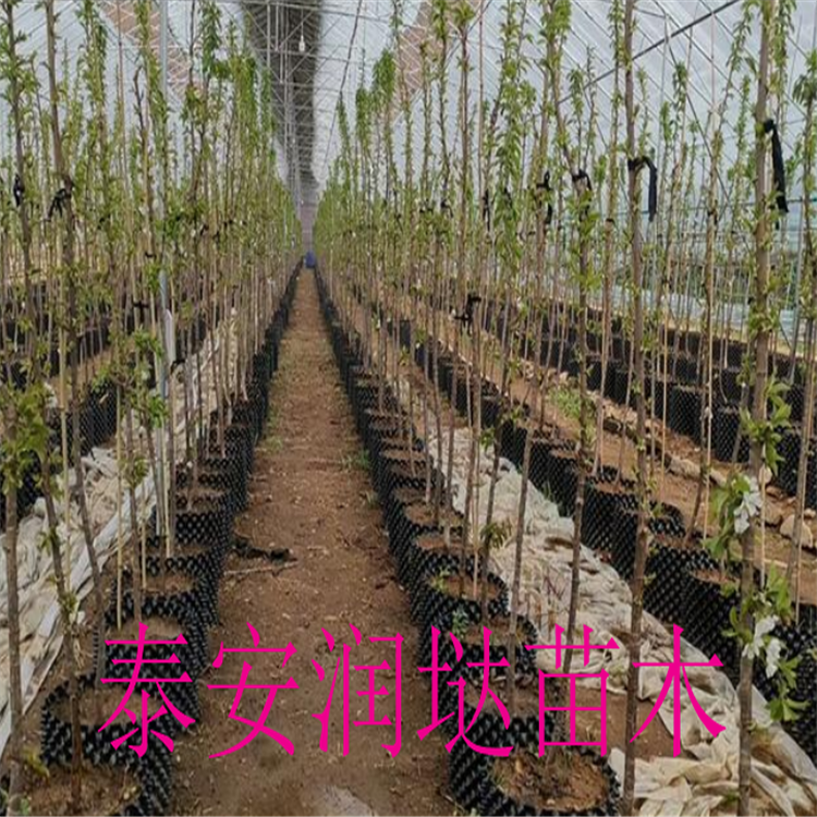 山西红南阳樱桃苗基地,红南阳樱桃苗这里有