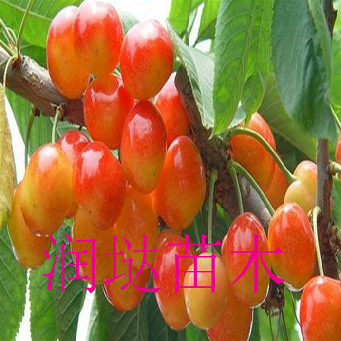 河北保定五公分櫻桃樹推薦價(jià)格