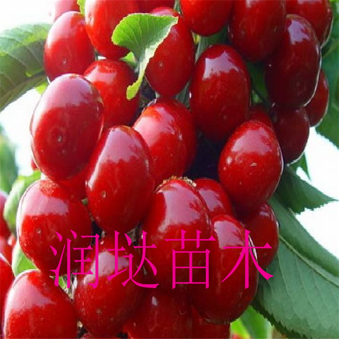 河南南陽五公分櫻桃樹批發(fā)價格