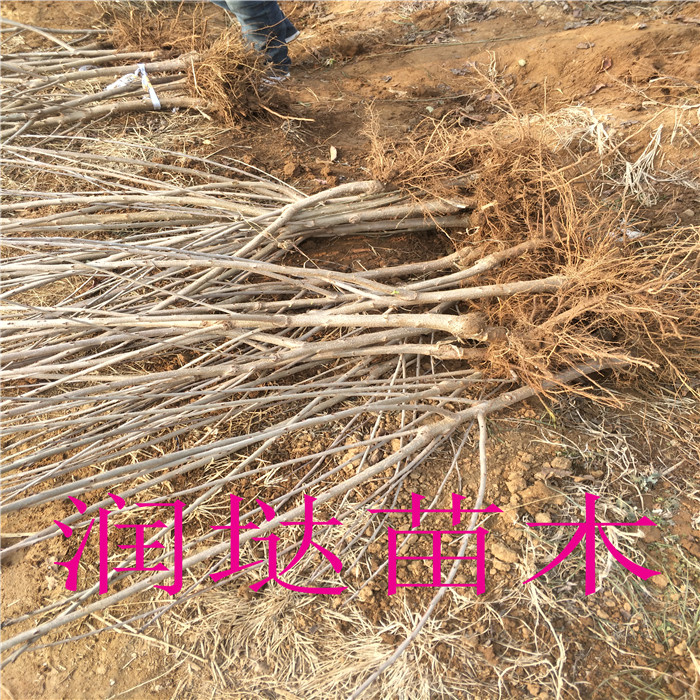 四川四川基地,10公分櫻桃樹詳情介紹