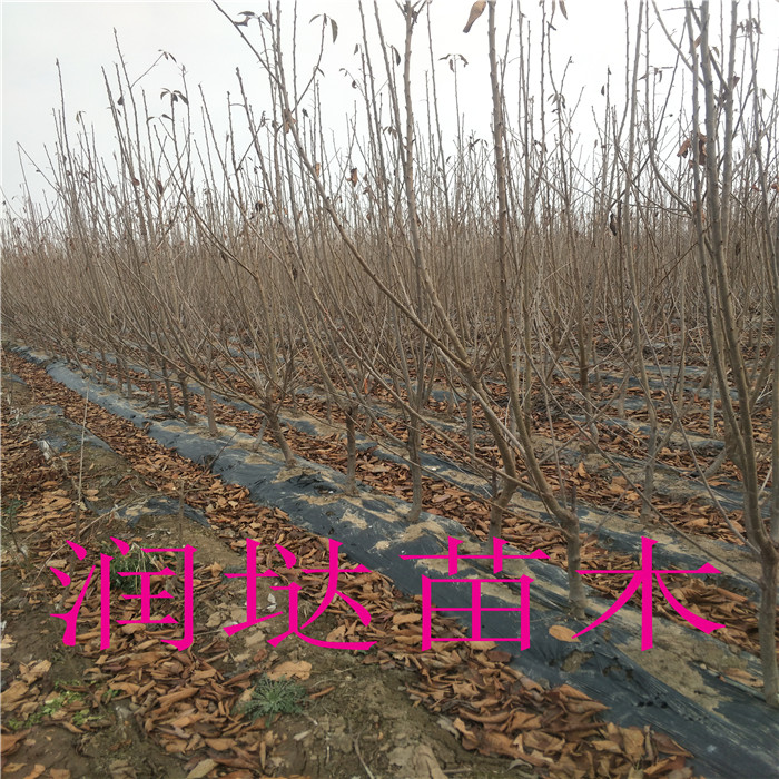 河北保定五公分櫻桃樹推薦價(jià)格