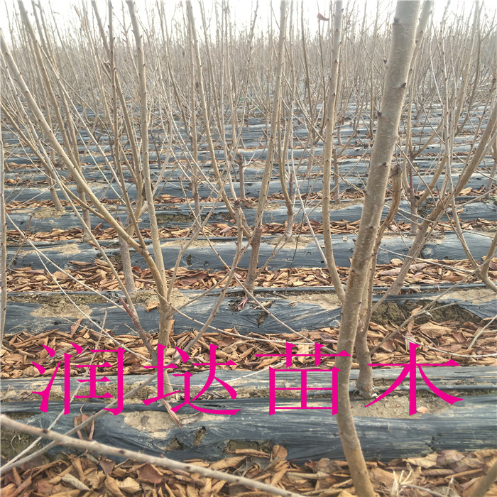 山西红南阳樱桃苗基地,红南阳樱桃苗这里有