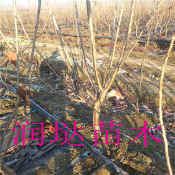 安徽淮南十公分櫻桃樹到位價格