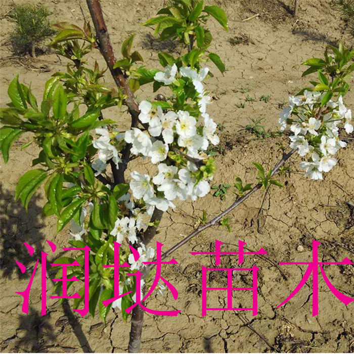 四川四川基地,10公分櫻桃樹詳情介紹