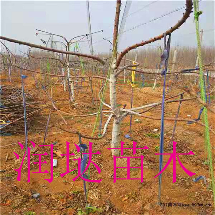 河南8公分櫻桃樹(shù)基地,8公分櫻桃樹(shù)批發(fā)報(bào)價(jià)