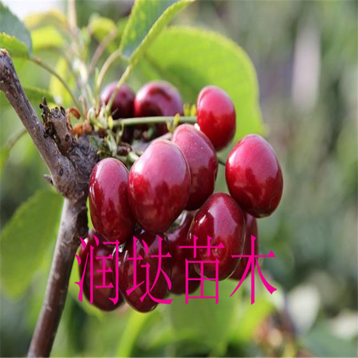 河南河南基地,十公分櫻桃樹直發(fā)價格