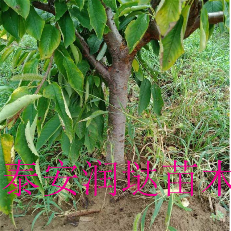 河北保定五公分櫻桃樹推薦價(jià)格