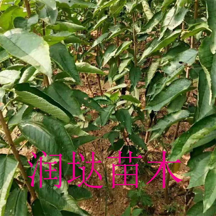 河南8公分櫻桃樹(shù)基地,8公分櫻桃樹(shù)批發(fā)報(bào)價(jià)