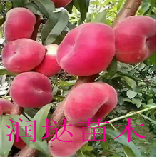 河南新乡嫁接桃树苗优缺点分析图片