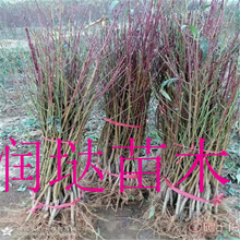 湖南益阳7公分桃树苗出售图片