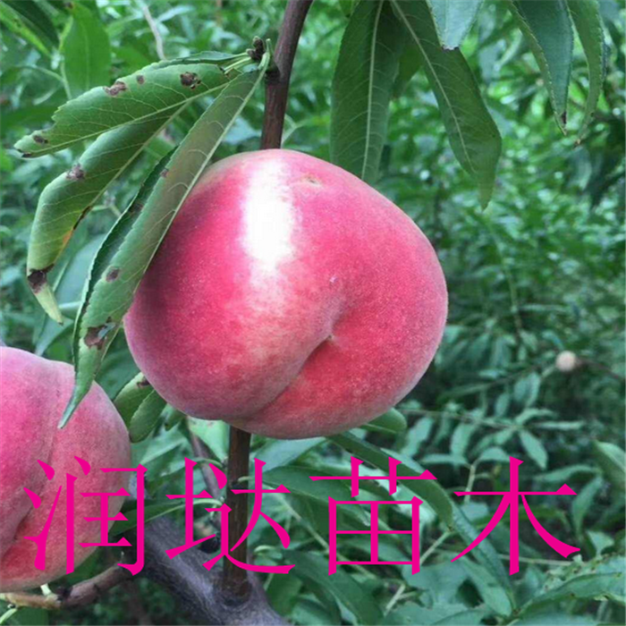 四川達州六公分桃樹批發