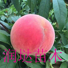 福建莆田4公分桃树苗苗木销售信息图片