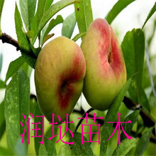 江西宜春丽油3号桃苗基地供应图片