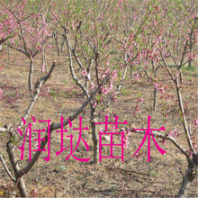 河南安阳矮化桃树苗基地供应图片