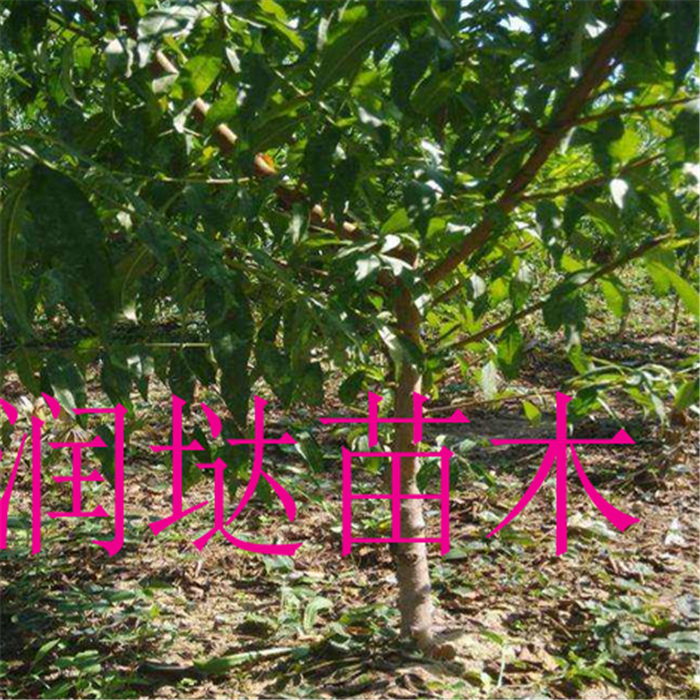 河南南陽五公分櫻桃樹批發(fā)價格