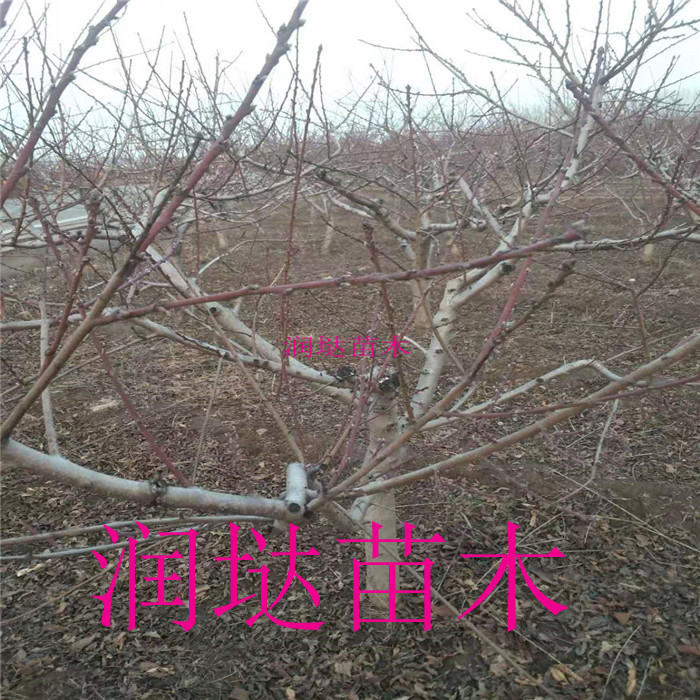 河南五公分櫻桃樹基地,五公分櫻桃樹現(xiàn)場選苗