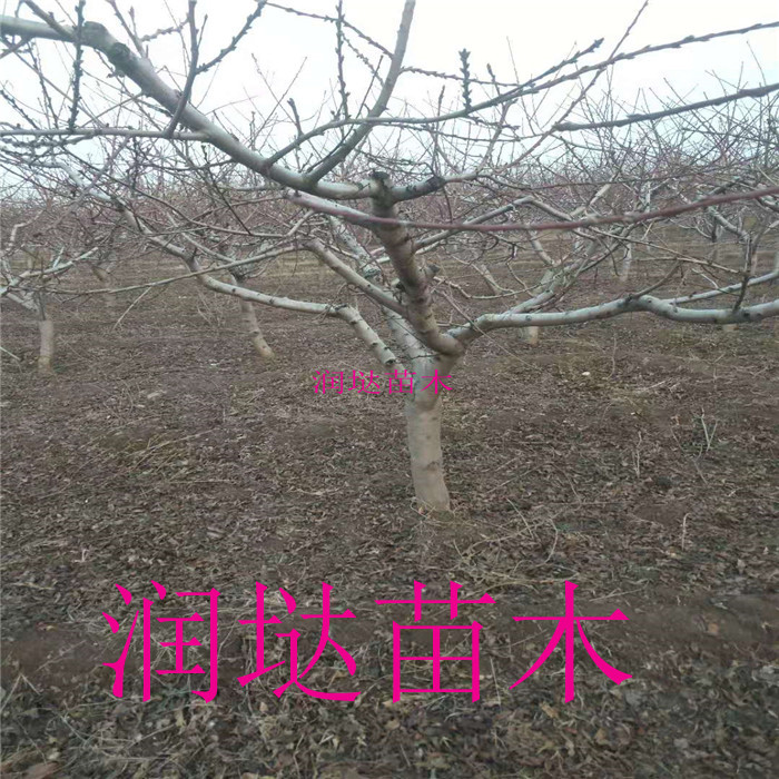安徽桐城十公分櫻桃樹報價信息