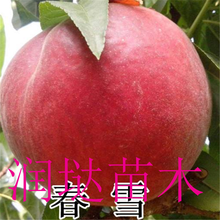 湖南衡阳十公分桃树推荐品种图片