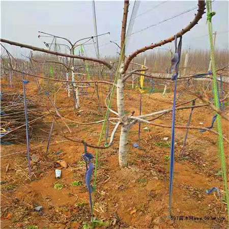 吉塞拉12號占木實生苗園林價格