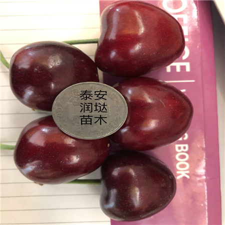 矮化大櫻桃嫁接苗訂購價格
