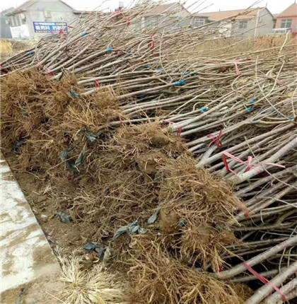 矮化大櫻桃嫁接苗訂購價格