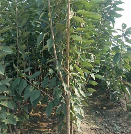 吉塞拉12號占木造型樹苗實時價格
