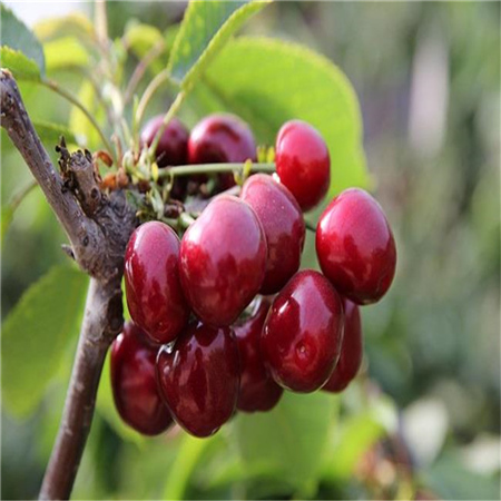 种植实生苗,实生苗介绍