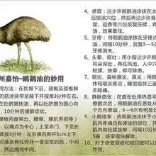 广州怡嘉生物科技12博12bet开户鸸鹋霜OEM代加工贴牌图片
