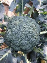 菏泽菜花苗西兰花苗甘蓝苗批发出售价格实惠图片