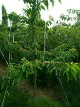 云南德宏挂果苹果苗哪里可以图片