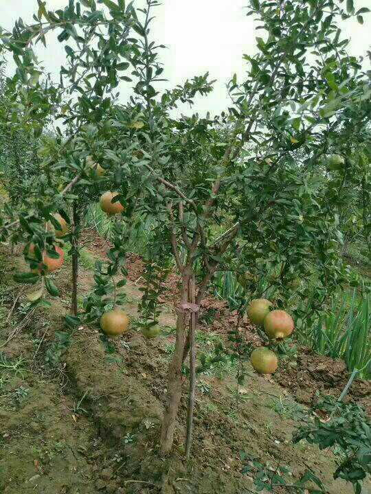 新疆克孜勒苏挂果苹果苗种苗哪里有