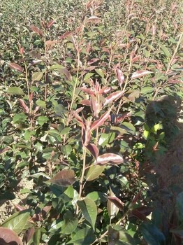 云南玉溪賣(mài)蘋(píng)果樹(shù)苗種植戶
