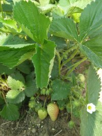 哪里有法兰地草莓苗重庆北碚达赛草莓苗种植基地