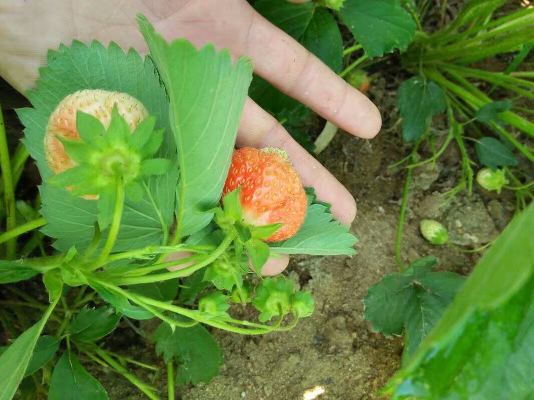 湖南怀化红肉苹果树苗种植基地