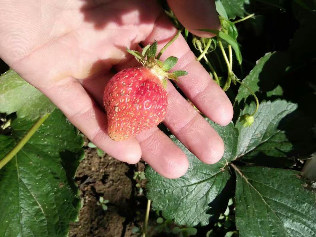 哪里有甜查理草莓苗内蒙古海拉尔奶油草莓苗育苗基地