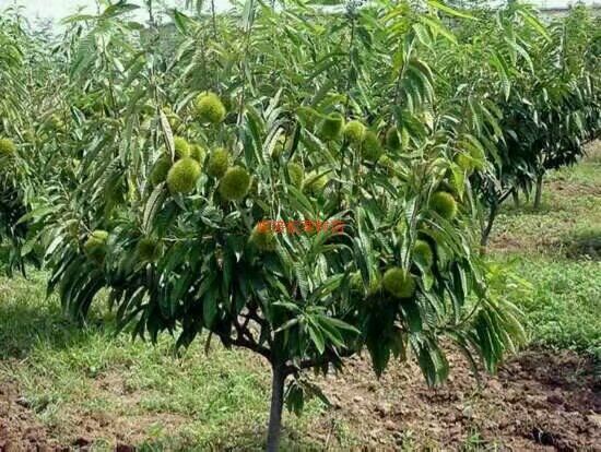 湖南湘潭苹果苗品种