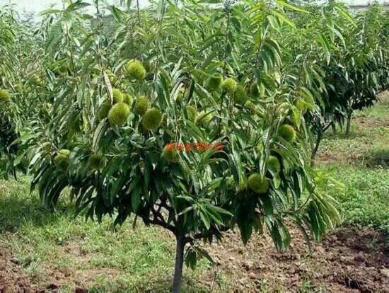 云南楚雄挂果苹果树苗种植基地