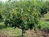 新疆克孜勒苏有苹果树苗图片[苹果树苗苹果树苗