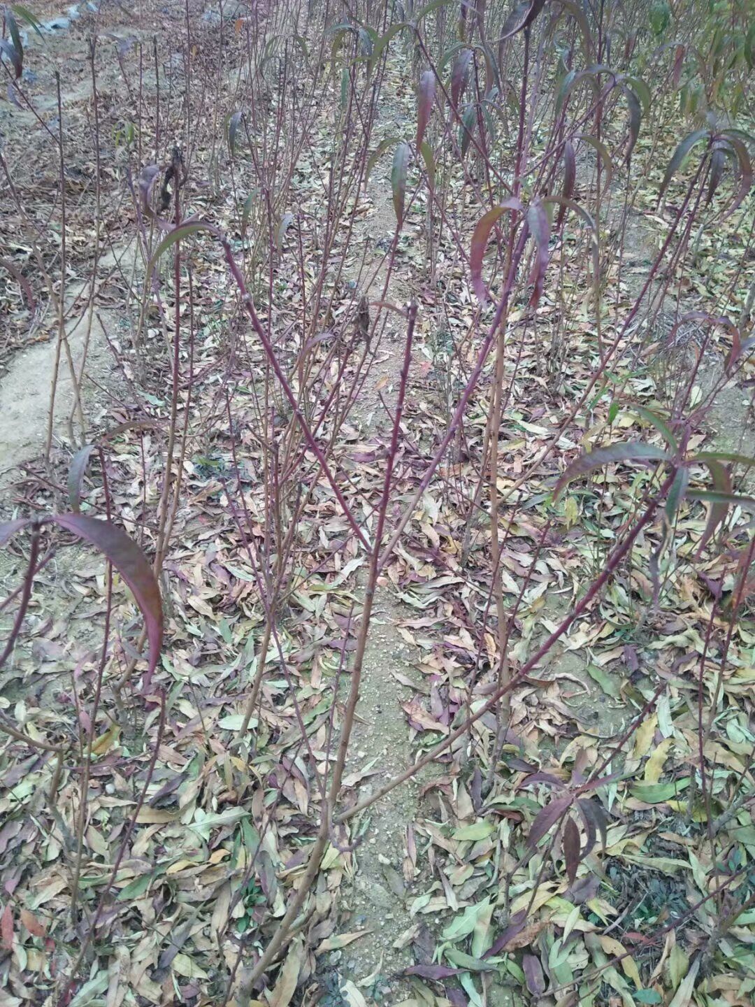 重庆石柱有花椒树苗基地