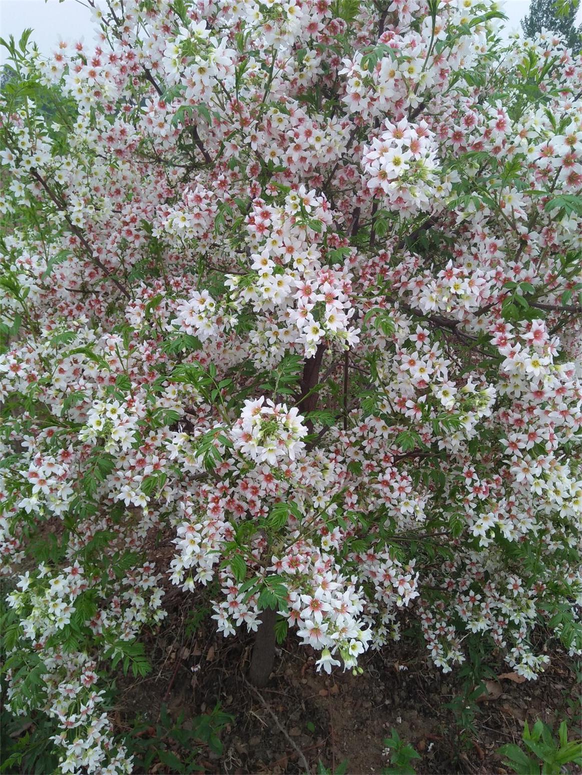 河南洛阳有苹果苗种植户