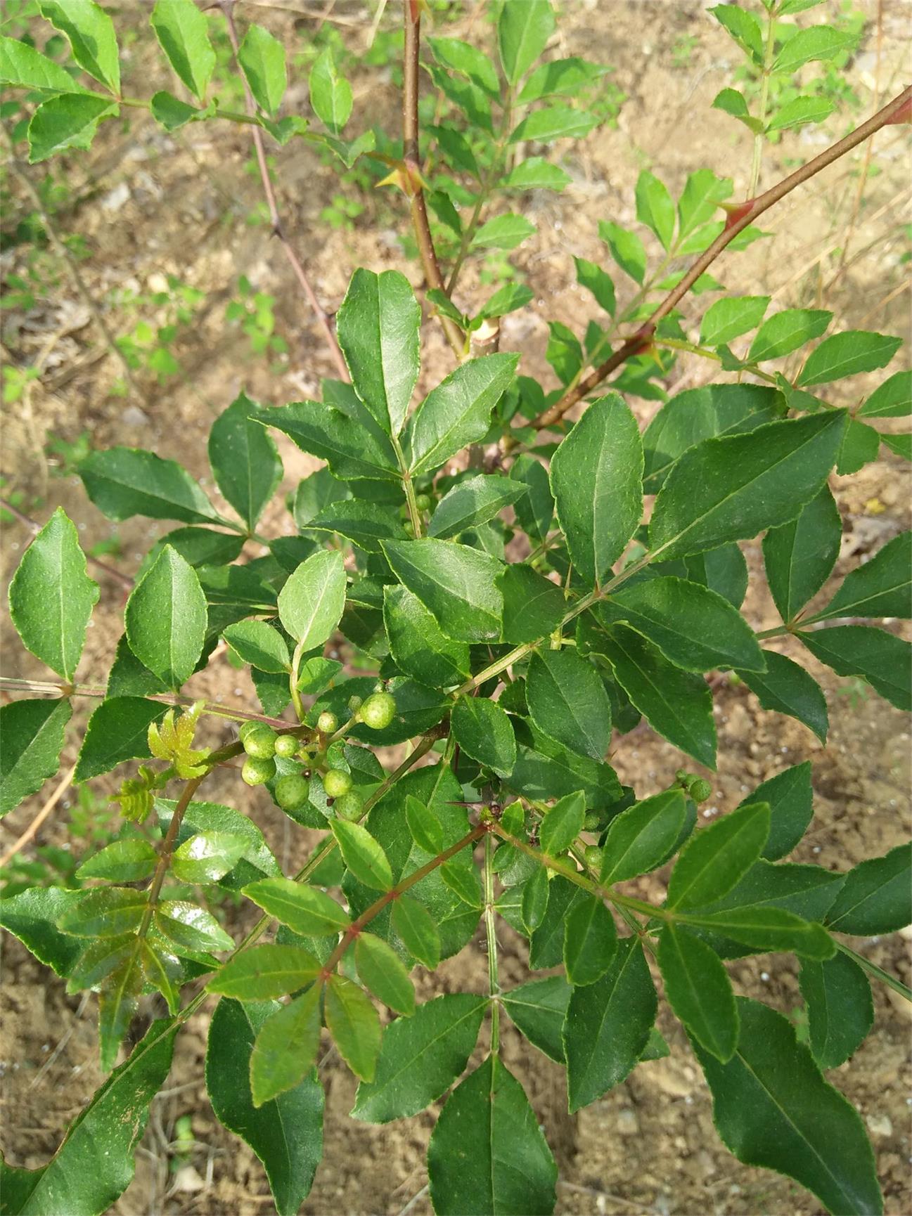 新疆阿勒泰红肉苹果树苗