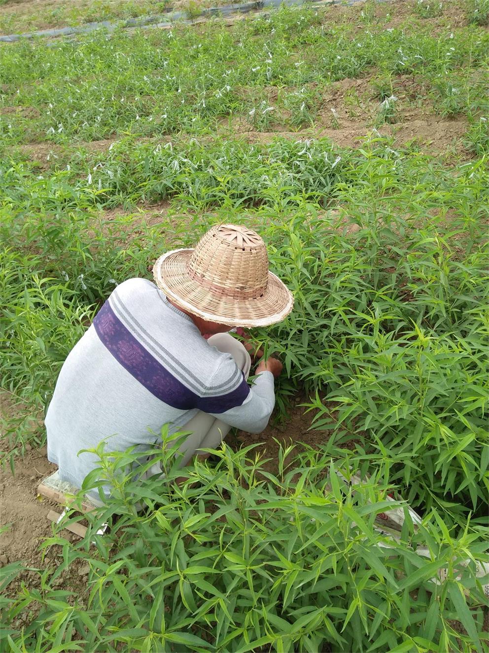 湖南永有香椿树（四分的）