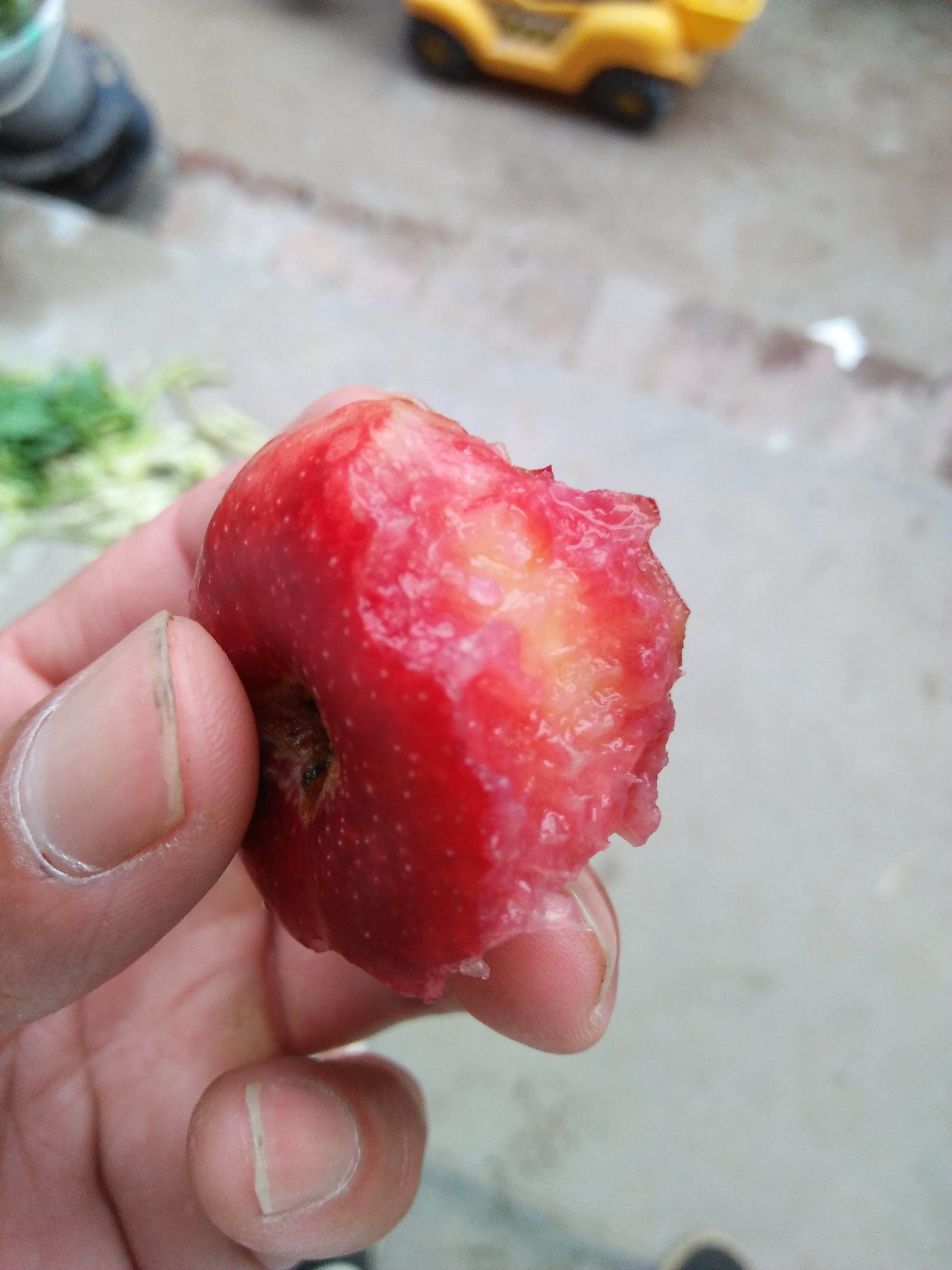 新疆塔城露天草莓苗当年苗