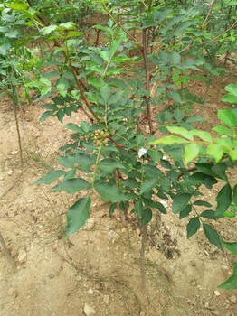 早熟苹果苗货源重庆巫山苹果苗