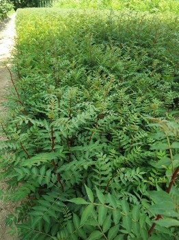 溫室草莓苗大棚用